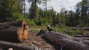 Best Firewood Processing and Delivery  in East Foothills, CA