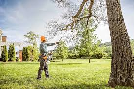 Best Fruit Tree Pruning  in East Foothills, CA