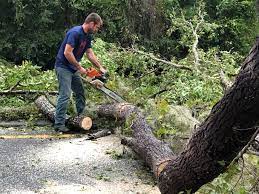 How Our Tree Care Process Works  in  East Foothills, CA