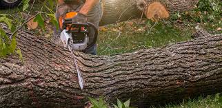 Best Tree Trimming and Pruning  in East Foothills, CA