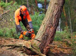Best Tree Health Inspection  in East Foothills, CA