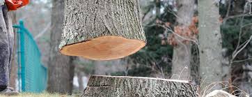 Best Tree Cabling and Bracing  in East Foothills, CA