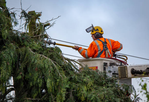  East Foothills, CA Tree Care Pros