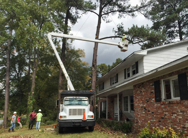 Leaf Removal in East Foothills, CA