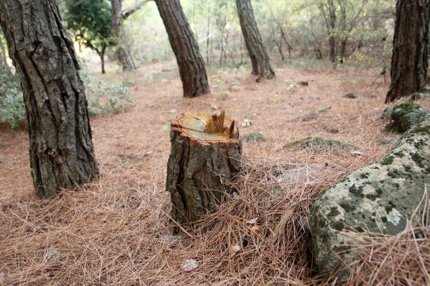 Best Utility Line Clearance  in East Foothills, CA