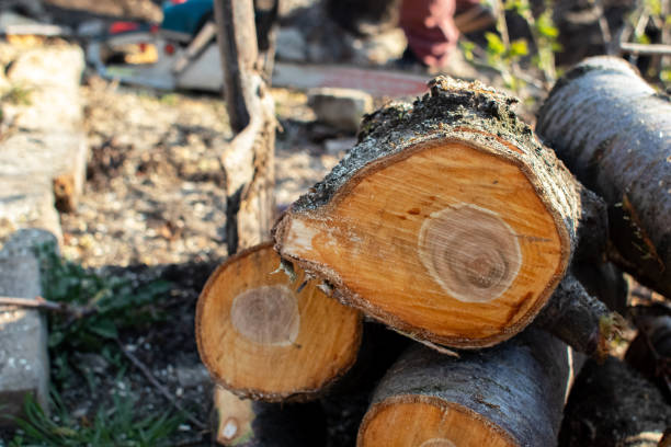 Best Emergency Tree Removal  in East Foothills, CA