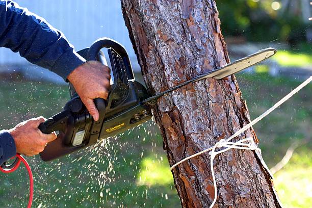 Lawn Renovation and Restoration in East Foothills, CA