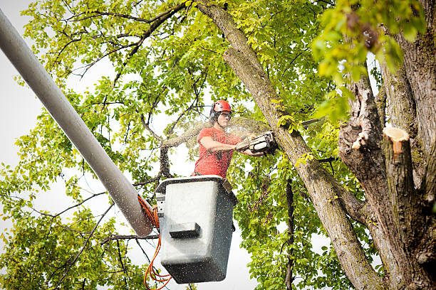 Best Tree and Shrub Care  in East Foothills, CA