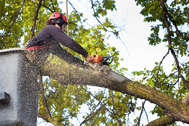 Mulching Services in East Foothills, CA