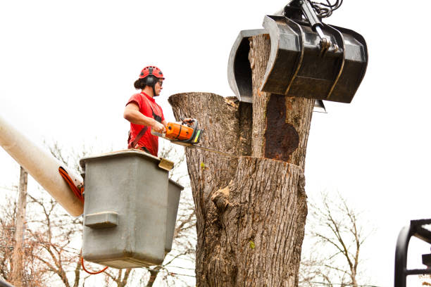Best Arborist Consultation Services  in East Foothills, CA