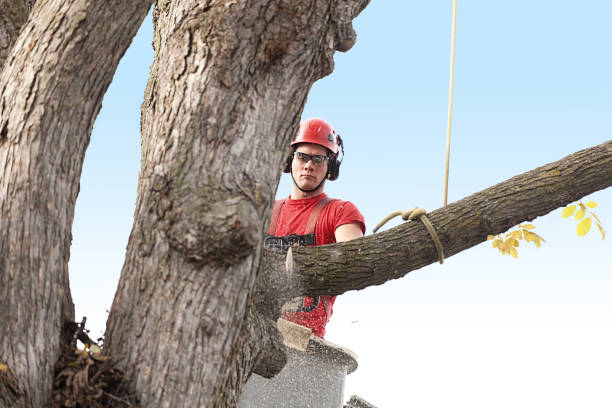 Best Lawn Pest Prevention  in East Foothills, CA